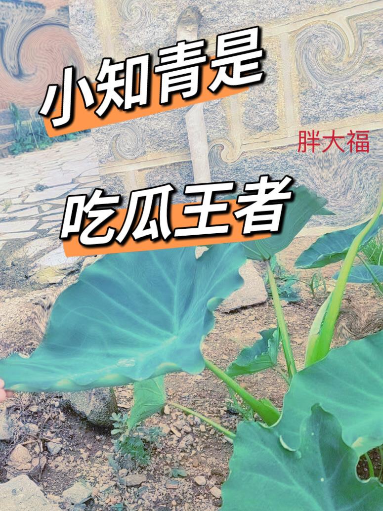 小知青是吃瓜王者小说